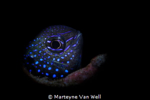 Spotted blue damsel or puller fish on night dive (with sn... by Marteyne Van Well 